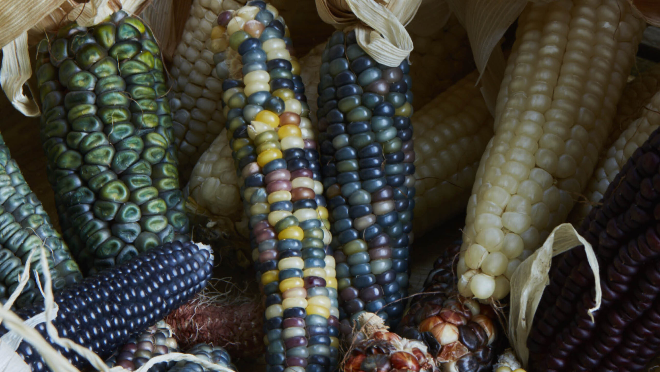Sow and grow corn during the warmer months.
